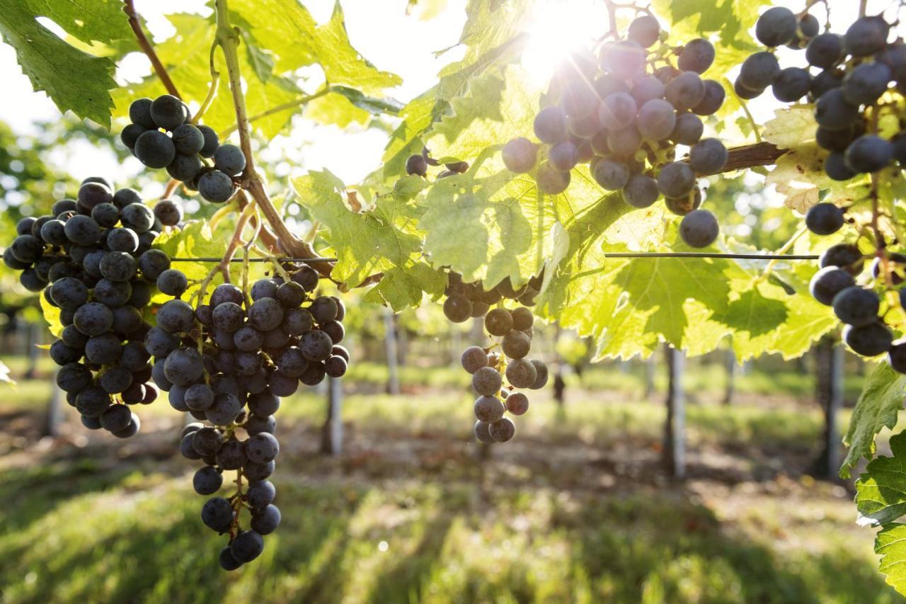 Weingut & Gastezimmer Edelmann Goettlesbrunn Exterior photo