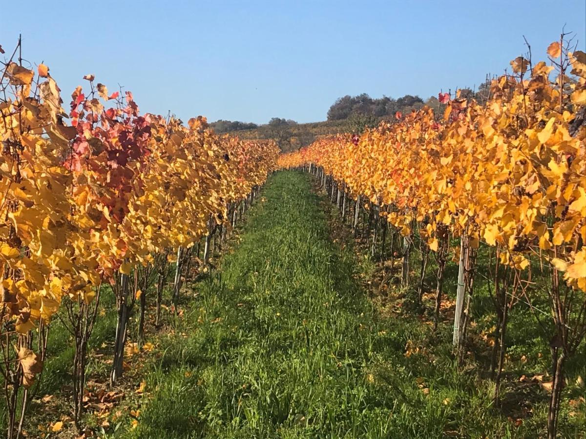 Weingut & Gastezimmer Edelmann Goettlesbrunn Exterior photo